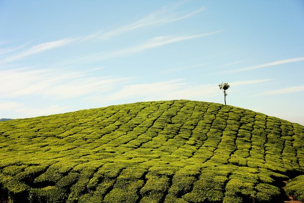 Comment organiser une visite des plantations de thé dans les Cameron Highlands, Malaisie?
