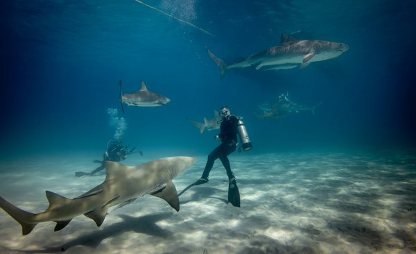 Où participer à une expédition de plongée en cage avec des requins en Australie : conseils et sécurité ?