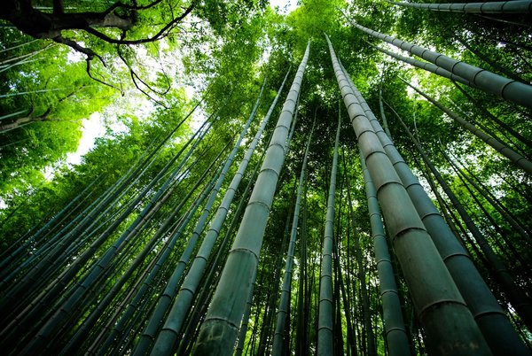 Quels sont les meilleurs itinéraires pour une randonnée en forêt de bambou au Japon?